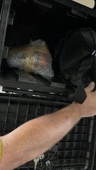 Divers Agrisem <pas de famille>